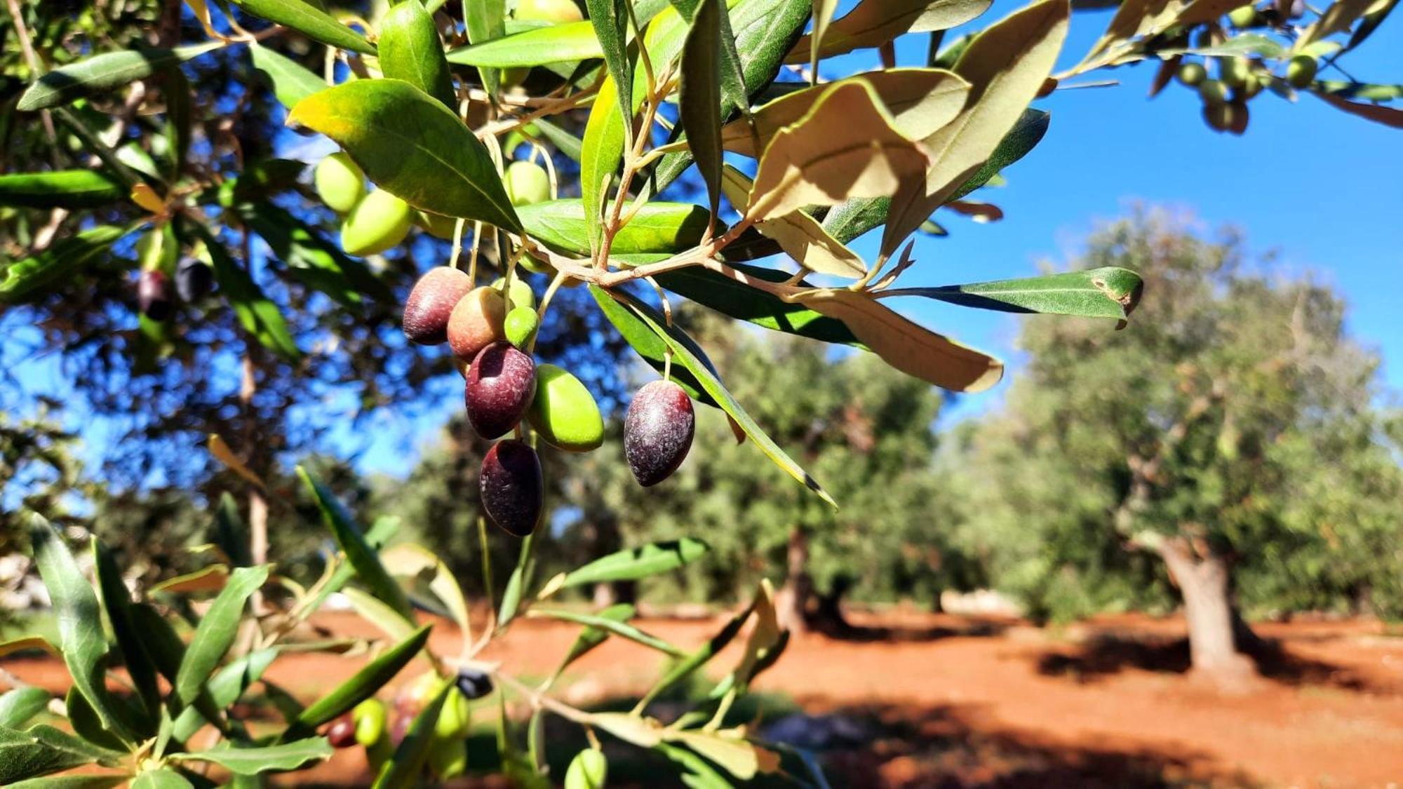 أوستوني Tenuta La Pomona المظهر الخارجي الصورة
